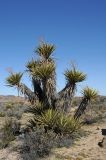 Yucca schidigera. Вегетирующее растение с сухими прошлогодними цветоносами. США, Калифорния, Joshua Tree National Park, пустыня Колорадо. 01.03.2017.