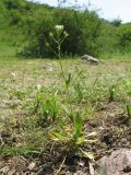 Capsella bursa-pastoris. Цветущее и плодоносящее растение. Казахстан, Западный Тянь-Шань, Киргизский хр., ущ. Мерке, задернованная лужайка в придонной части ущелья. 9 мая 2023 г.