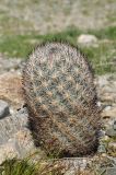 Coryphantha alversonii. Вегетирующее растение. США, Калифорния, Joshua Tree National Park, пустыня Колорадо. 01.03.2017.