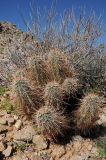Echinocereus engelmannii. Вегетирующее растение. США, Калифорния, Joshua Tree National Park, пустыня Колорадо. 01.03.2017.