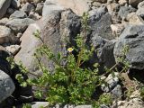 Perityle emoryi. Цветущее растение. США, Калифорния, Joshua Tree National Park, пустыня Колорадо. 01.03.2017.