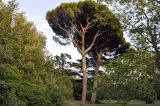 Pinus pinea. Взрослые деревья. Крым, пос. Алупка, Воронцовский парк. 30.08.2021.