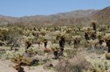 Cylindropuntia bigelovii. Плодоносящие растения в пустыне. США, Калифорния, Joshua Tree National Park, пустыня Колорадо. 01.03.2017.