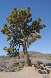 Yucca brevifolia. Старое растение. США, Калифорния, Joshua Tree National Park, пустыня Мохаве. 01.03.2017.