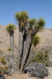 Yucca brevifolia. Вегетирующее растение. США, Калифорния, Joshua Tree National Park, пустыня Мохаве. 01.03.2017.