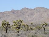 Yucca brevifolia. Взрослые растения. США, Калифорния, Joshua Tree National Park, пустыня Мохаве. 01.03.2017.