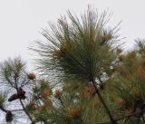 Pinus pinaster. Верхушка веточки с микростробилами. Абхазия, Гагрский р-н, с. Лдзаа, озеленение. 13.04.2024.