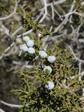 Juniperus californica. Веточка с шишкоягодами. США, Калифорния, Joshua Tree National Park, пустыня Мохаве. 01.03.2017.