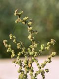 Chenopodium acerifolium
