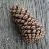 Pinus pinaster. Опавшая шишка. Абхазия, Гагрский р-н, с. Лдзаа, озеленение. 13.04.2024.