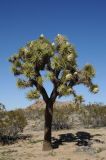 Yucca brevifolia. Цветущее растение. США, Калифорния, Joshua Tree National Park, пустыня Мохаве. 01.03.2017.