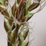 Carex rhizina