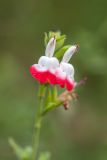 Salvia microphylla. Цветки ('Hot Lips'). Испания, Каталония, г. Барселона, гора Монжуик, в культуре. 30.03.2019.