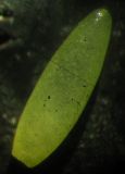 Caulinia tenuissima