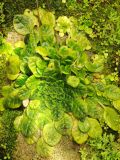 Petrocosmea begoniifolia. Вегетирующее растение. США, Калифорния, Сан-Франциско, ботанический сад. 17.02.2017.