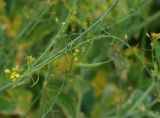 Brassica rapa ssp. pekinensis