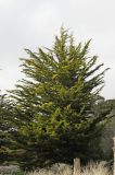 Cupressus macrocarpa. Крона молодого дерева. США, Калифорния, Санта-Круз. 26.02.2014.