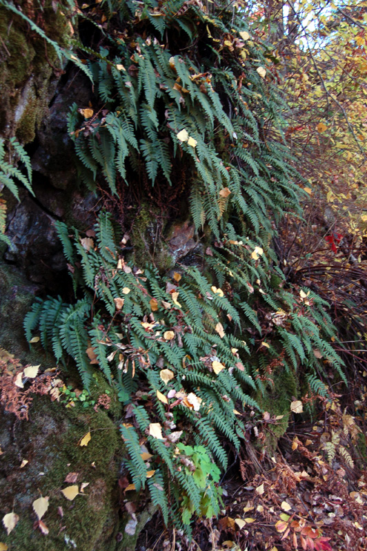 Image of Polypodium vulgare specimen.