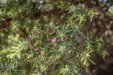 Juniperus oxycedrus. Верхушка ветви с шишкоягодами. Испания, Каталония, провинция Жирона, комарка Альт-Эмпорда, муниципалитет Кадакес, мыс Креус, тропа. 01.04.2019.