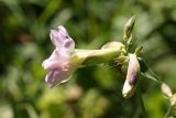 Saponaria officinalis f. pleniflora