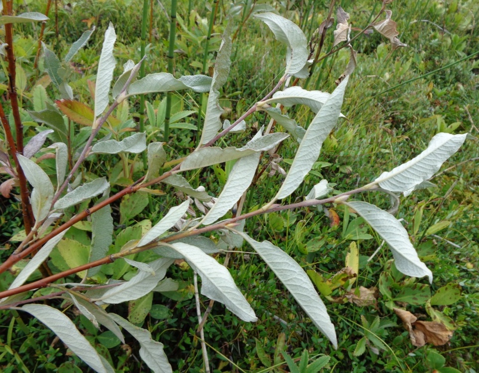 Изображение особи Salix lapponum.