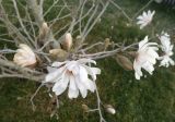 род Magnolia