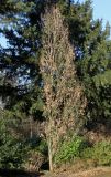 Quercus robur f. fastigiata