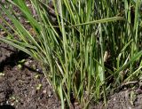 Calamagrostis &times; acutiflora