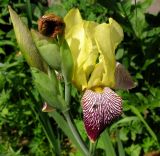 Iris variegata