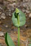 Ligularia heterophylla