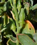 Cakile maritima ssp. integrifolia