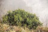 Juniperus foetidissima. Вегетирующее растение. Краснодарский край, Абинский р-н, гора Папай, каменистый склон. 16.10.2022.