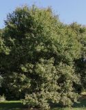 Quercus iberica