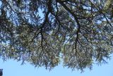 Cedrus libani. Ветви взрослого дерева (вид снизу). Крым, г. Алупка, Воронцовский парк, в культуре. 21 августа 2015 г.