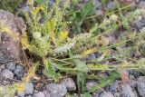 Cirsium echinus. Нижняя часть растения с нераскрывшимися соцветиями. Кабардино-Балкария, Эльбрусский р-н, пик Терскол, ≈ 2600 м н.у.м., каменистый склон. 22.08.2023.