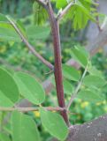 Robinia neomexicana