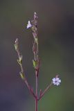 Leptorhabdos parviflora. Верхушка растения с соцветиями. Южный Казахстан, горы Алатау (Даубаба), Западное ущелье. 05.09.2014.