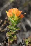 Castilleja latifolia. Верхушка побега с соцветием. США, Калифорния, Монтерей, на побережье океана. 17.02.2014.