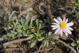 Corethrogyne filaginifolia. Цветущее растение. США, Калифорния, Монтерей, на побережье океана. 17.02.2014.