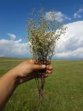 Artemisia anethifolia