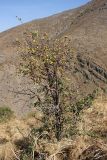 Crataegus pontica. Плодоносящее растение. Южный Казахстан, горы Алатау (Даубаба), сев.-вост. отрог вершины 1734, ~1300 м н.у.м. 10.09.2014.