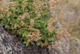 Potentilla brachypetala. Плодоносящее растение. Кабардино-Балкария, Эльбрусский р-н, пик Терскол, ≈ 2600 м н.у.м., на скале. 22.08.2023.