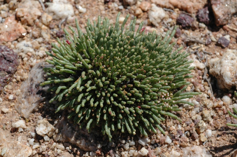 Image of Anabasis cretacea specimen.