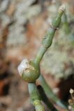 Anabasis cretacea