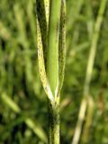 Allium scorodoprasum