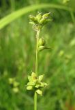 Carex loliacea