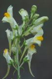 Linaria acutiloba