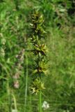 Carex polyphylla