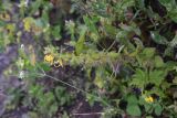 Rhynchocorys orientalis
