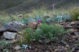 Lomelosia isetensis. Цветущее растение. Башкирия, Учалинский р-н, хр. Нурали, степной склон. 2 сентября 2023 г.
